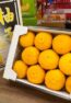 11pcs Kochi Yuzu